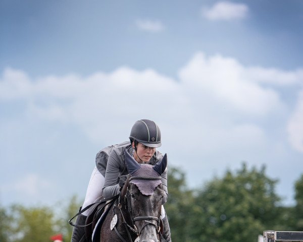 jumper Qashara (German Sport Horse, 2017, from Quibery 3)