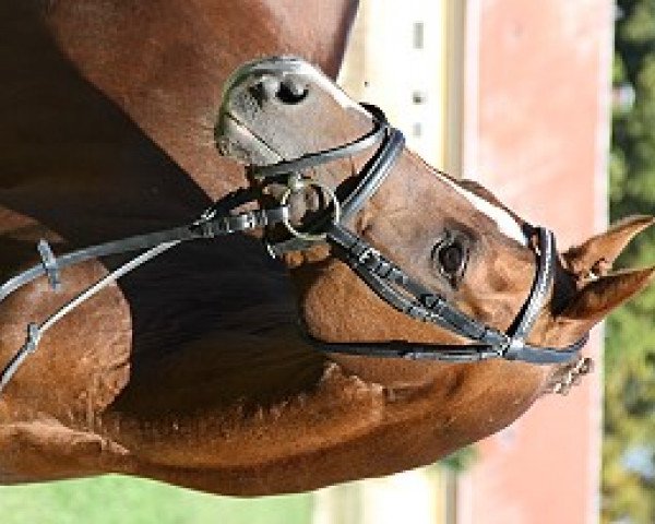 stallion Zitnas Senator (German Riding Pony, 1989, from Santiago)