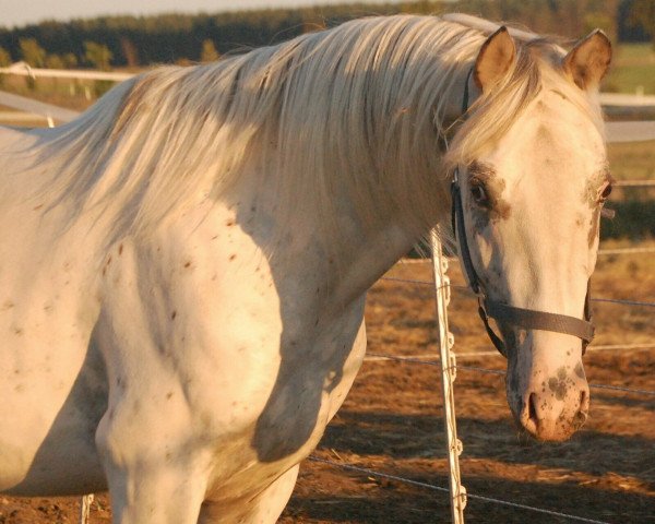 horse Atyria`s Snow Spot (German Riding Pony, 2018, from Atyria's Akim)