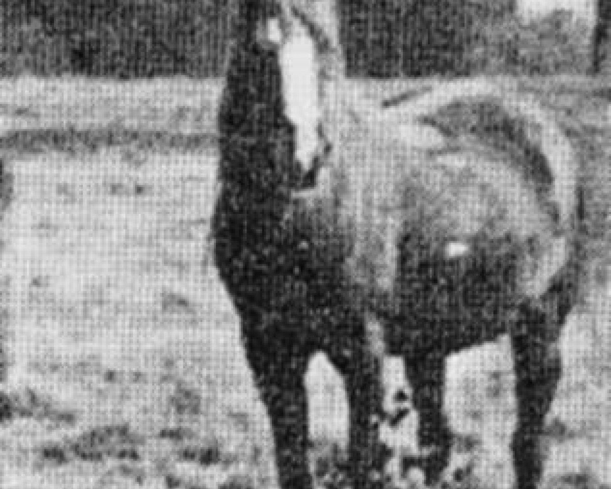 Zuchtstute Rodania 1869 DB (Vollblutaraber, 1869, von A Desert Bred)
