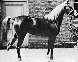 broodmare Rose of Sharon 1885 ox (Arabian purebred, 1885, from Hadban DB)