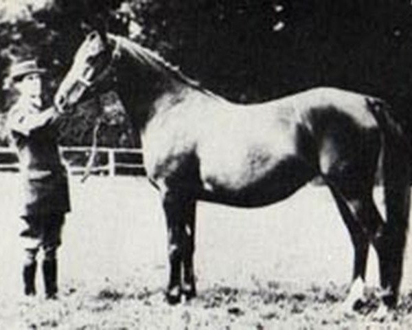 broodmare Risala 1900 ox (Arabian purebred, 1900, from Mesaoud 1887 RAS)