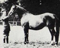 broodmare Risala 1900 ox (Arabian purebred, 1900, from Mesaoud 1887 RAS)