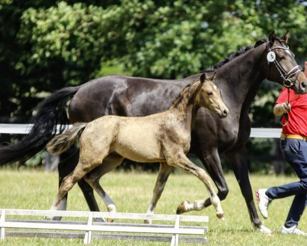 horse Sir Romance (German Riding Pony, 2022, from Cadlanvalley Sir Ivanhoe)