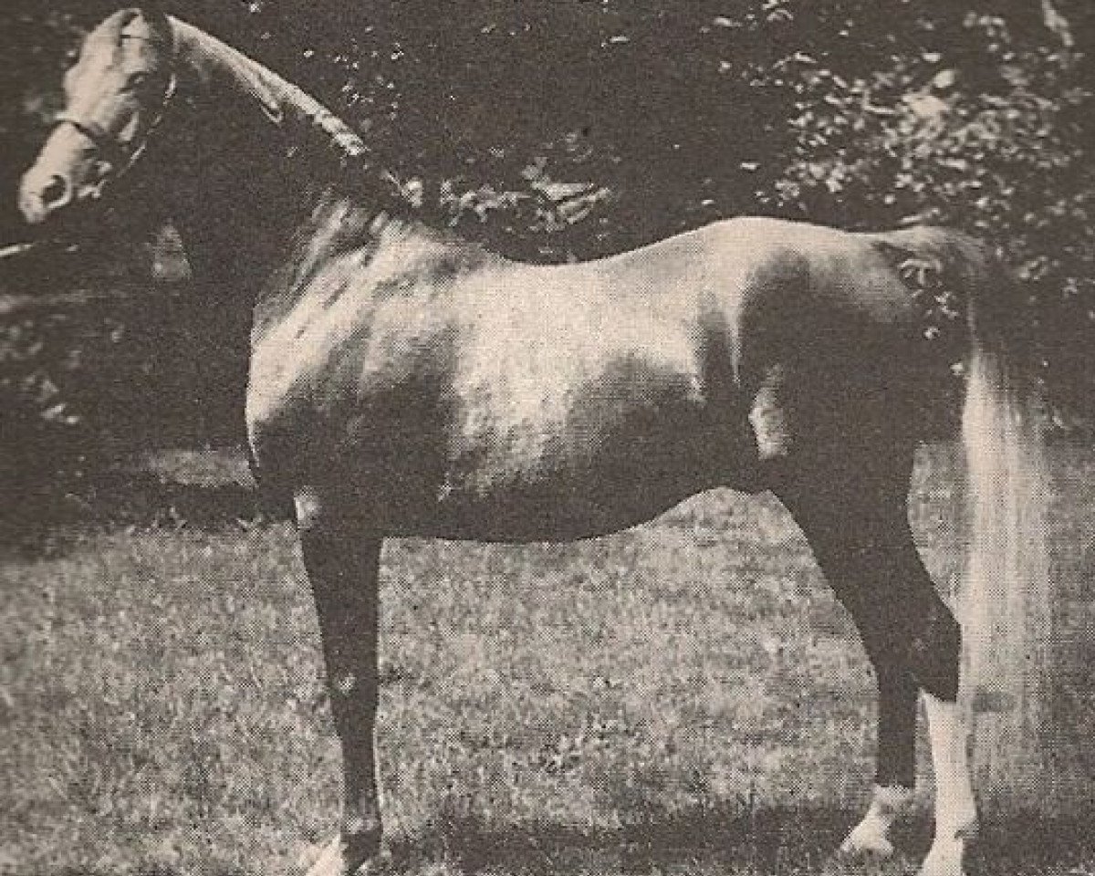 stallion Rasim 1906 ox (Arabian purebred, 1906, from Feysul 1894 RAS)