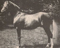 stallion Rasim 1906 ox (Arabian purebred, 1906, from Feysul 1894 RAS)