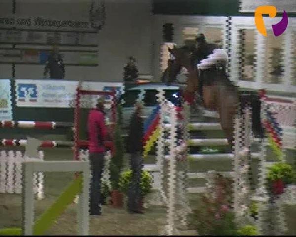 jumper L'Espoir D (Westphalian, 2003, from Lancer III) jumper L'Espoir D (Westphalian, 2003, from Lancer III)