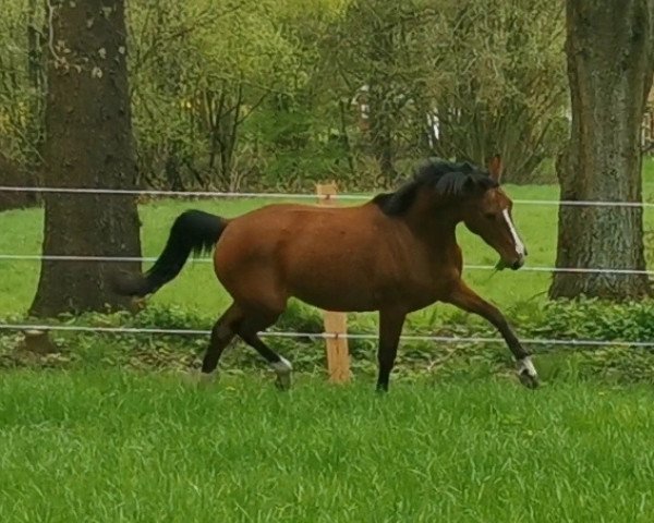 broodmare Söl'rings Tres Chic (Little German Riding Horse, 2019, from Mescalero 29)