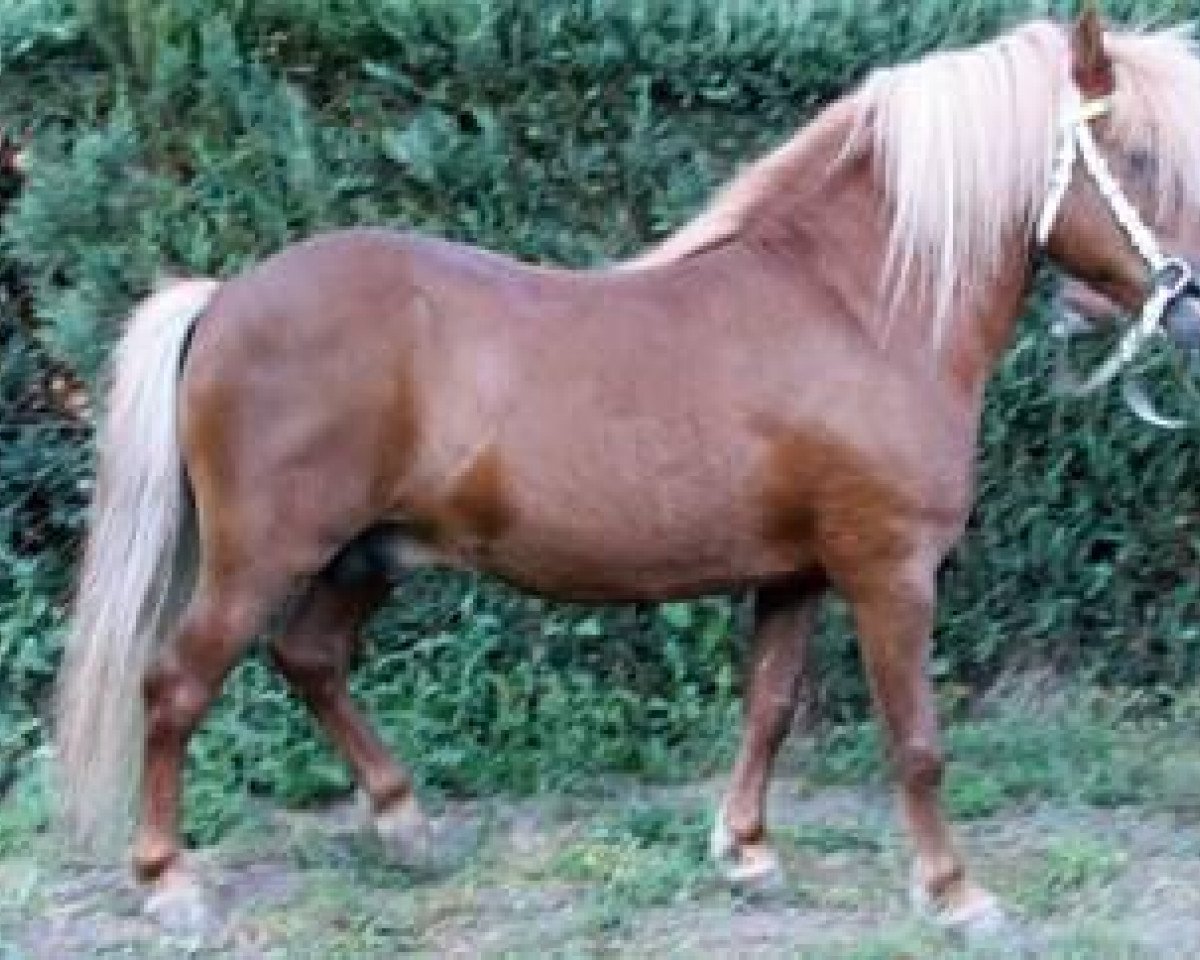 Deckhengst Axel II (Shetland Pony, 1991, von Andy A 254)
