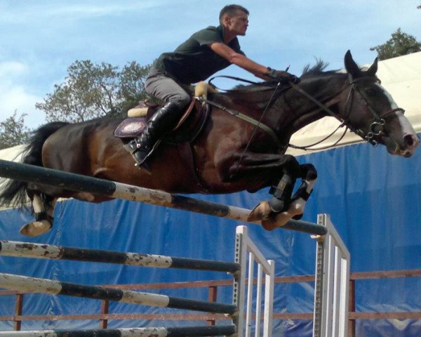 Pferd Mostara van Galgen (Selle Français, 1996, von K.Zostara)