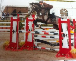 jumper Cidalgo 4 (Holsteiner, 2006, from Calato)