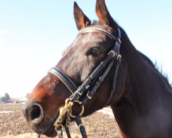 Cavallo da Dressage Campino 346 (Cavallo da Sella Tedesco, 2005)