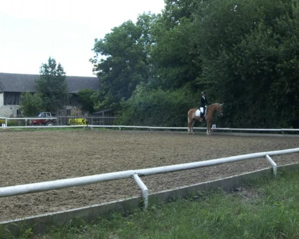 Reitturnier St. Pölten 2022