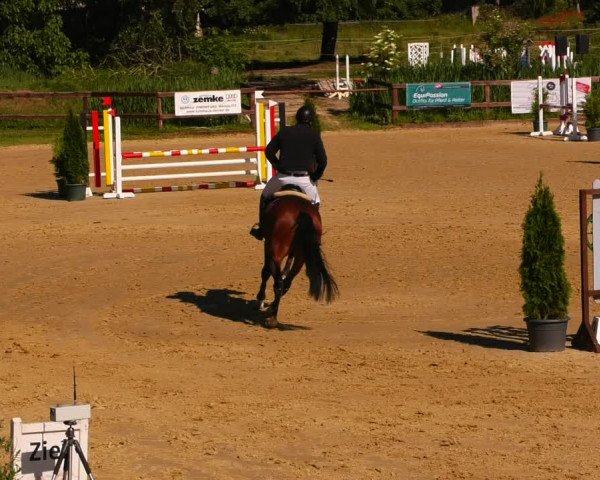 Reitturnier Schönfeld 2022
