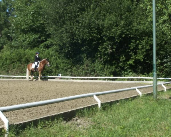 Reitturnier St. Pölten 2022