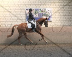 Dressurpferd Sebastian W (Oldenburger, 2007, von Samba Hit I)