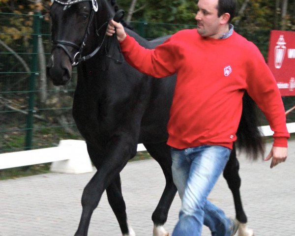 Deckhengst No Surrender (Westfale, 2010, von Numero Uno)