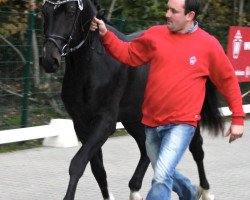 stallion No Surrender (Westphalian, 2010, from Numero Uno)