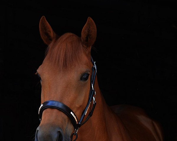 dressage horse Dakota 476 (German Riding Pony, 2015, from Nuts)