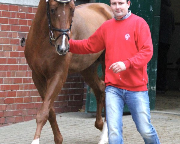 horse Ballesteros (Westphalian, 2010, from Belissimo NRW)