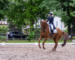 dressage horse Rosebud 14 (Hanoverian, 2010, from Blue Hors Romanov)