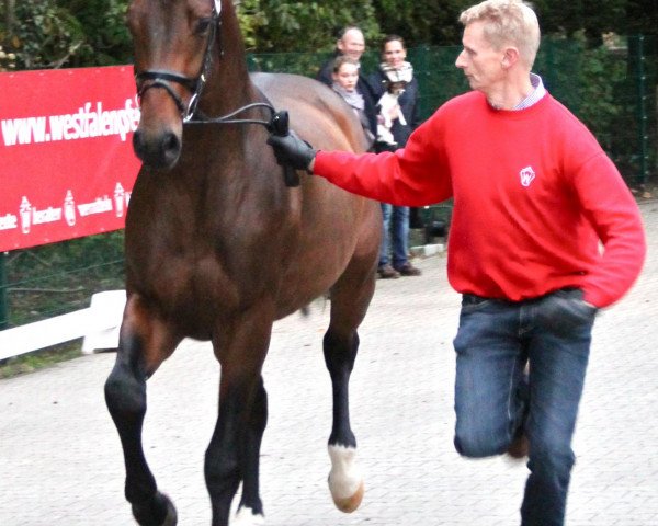 horse Hengst von Fürst Piccolo (Westphalian, 2010, from Fürst Piccolo)
