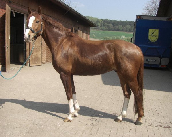 Springpferd Early Royal (Hannoveraner, 2005, von Earl)