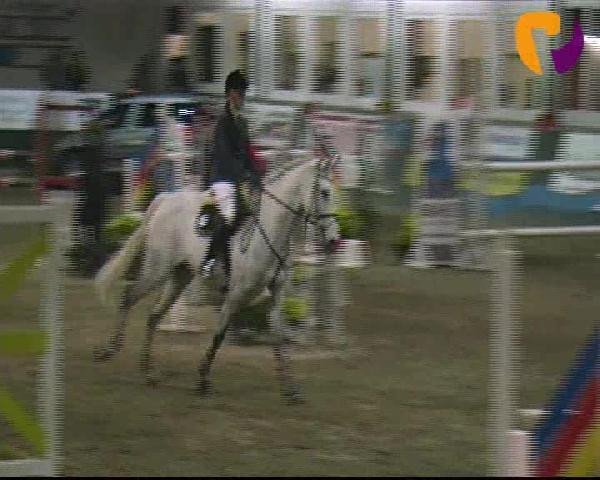 Springpferd Chiassa (Holsteiner, 2001, von Carolus I)