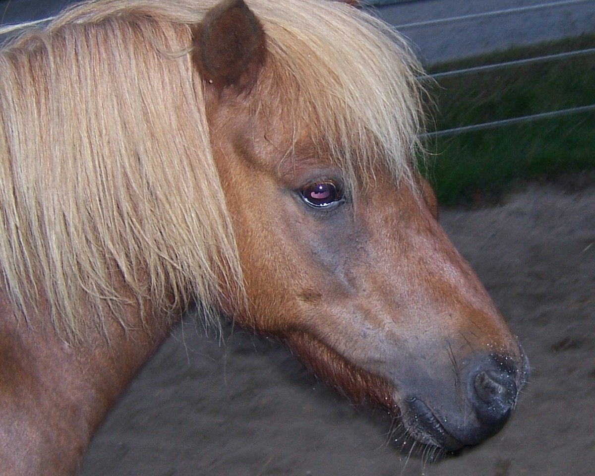 Springpferd Enrico (Shetland Pony, 1999, von Erivo van Stal Polderzicht)