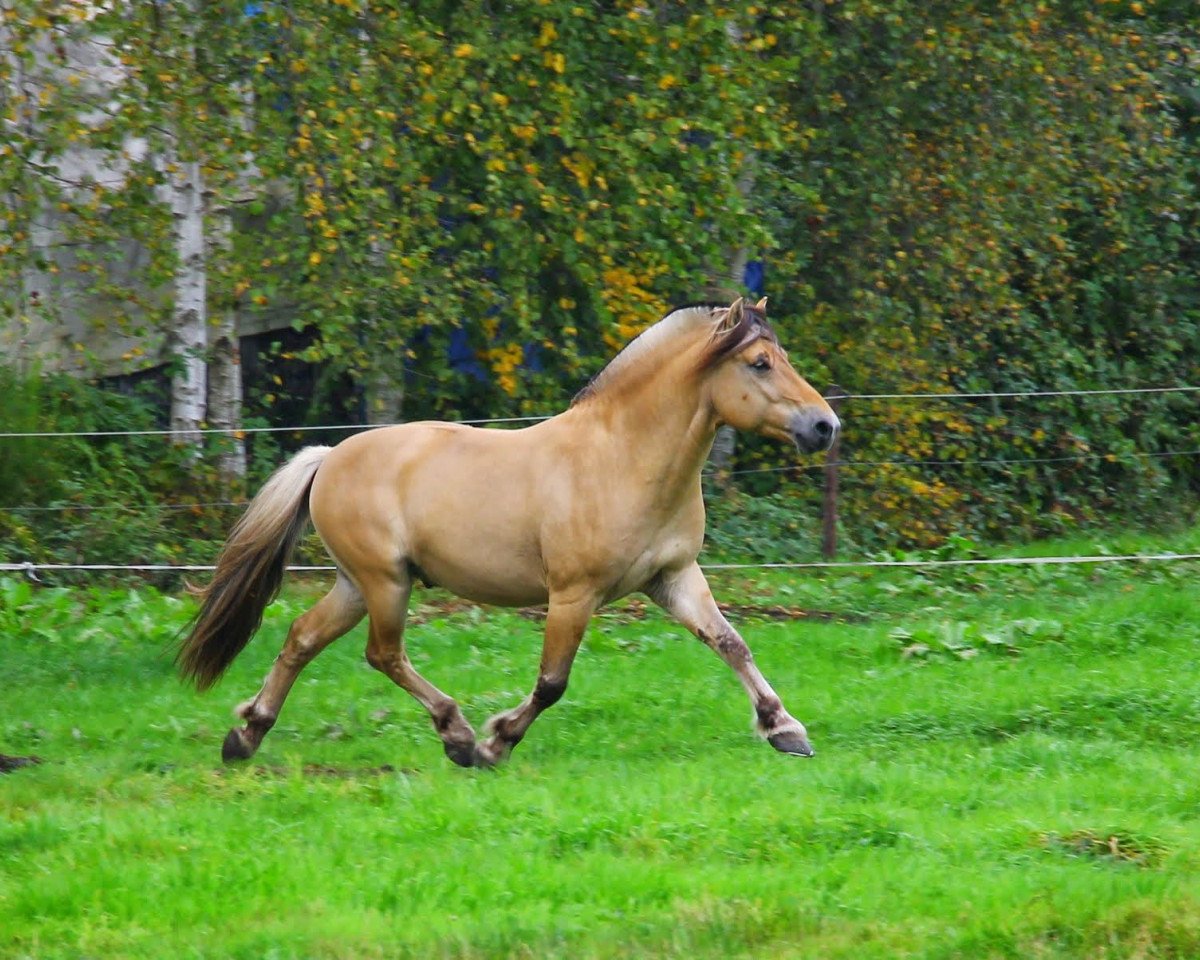 Deckhengst Catago (Fjordpferd, 2007, von Kastanjegårdens Comet)
