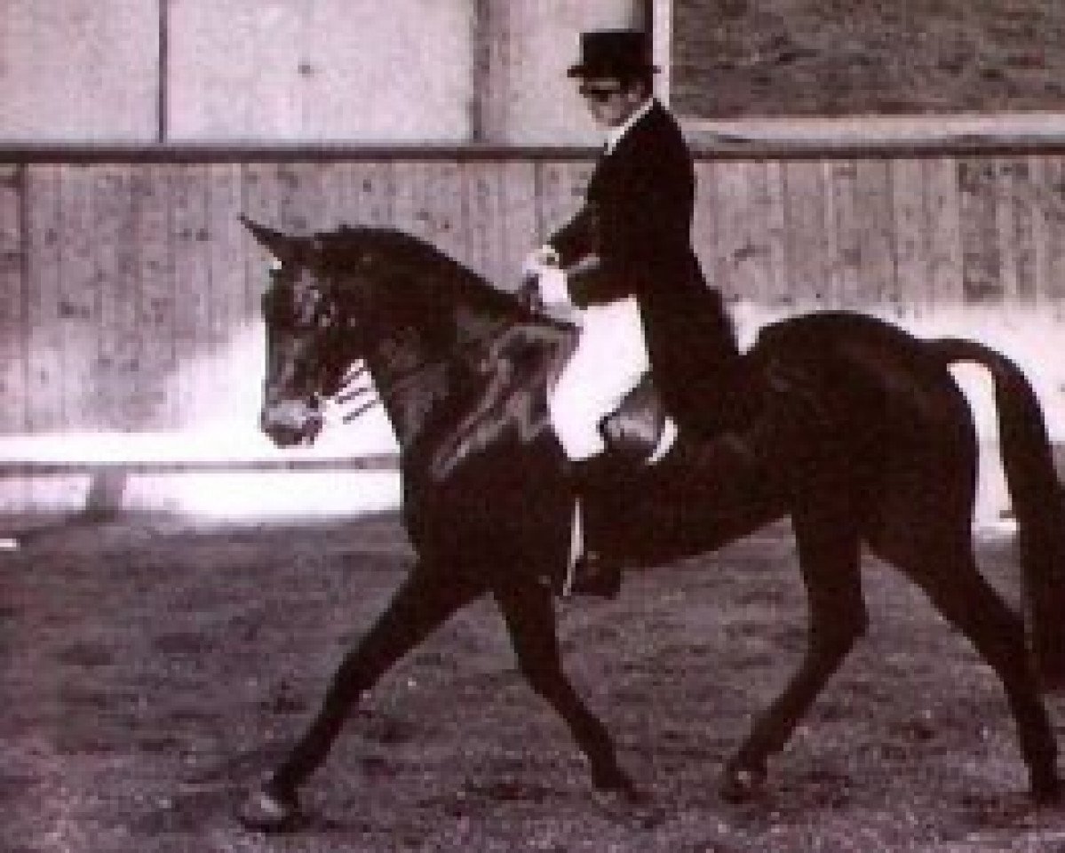 Deckhengst Urf AA (Anglo-Araber, 1964, von Dan II AA)