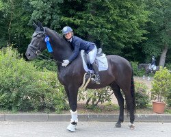 Dressurpferd Sansibar 133 (Oldenburger, 2009, von Swarovski)