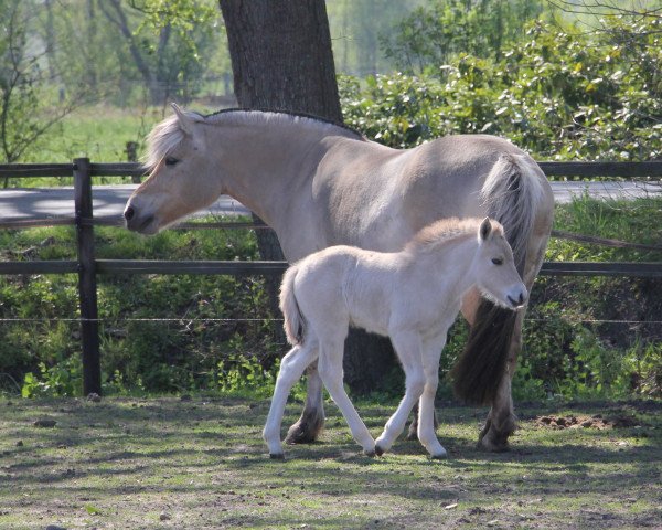 broodmare Frieda (Fjord Horse, 2013, from Harkon)