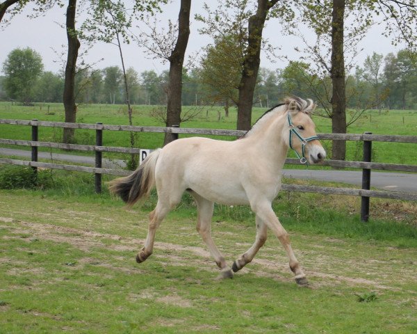 horse Florentina (Fjord Horse, 2018, from Catago) horse Florentina (Fjord Horse, 2018, from Catago)
