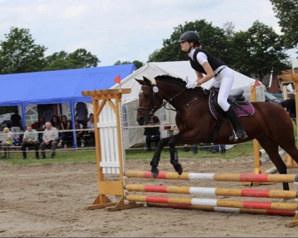 Dressurpferd Malika Sheba (Deutsches Reitpferd, 2008, von Unbekannt)