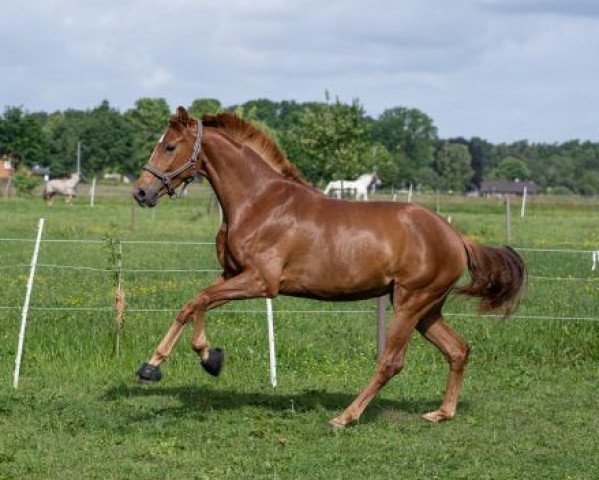 Pferd Barroca dÀlva (Oldenburger, 2018, von Blue Hors Baron)