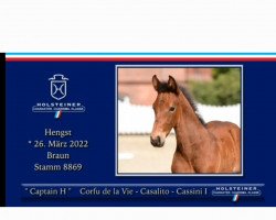 stallion Captain H (Holsteiner, 2022, from Corfu de La Vie)