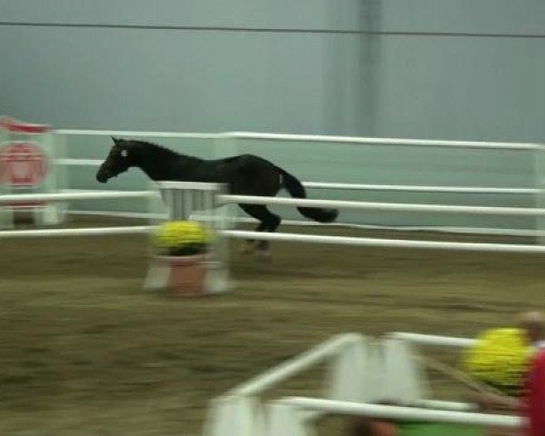Pferd Freedom O (KWPN (Niederländisches Warmblut), 2010, von Uphill)