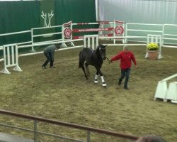Dressurpferd Silverline (Westfale, 2010, von Show Star)
