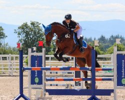 jumper Cassandra Pp (Holsteiner, 2017, from Casaltino)