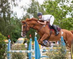 jumper Spartakus (Hanoverian, 2008, from Stolzenberg)