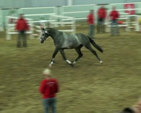 jumper Conrad 116 (Westphalian, 2010, from Confidence 9)