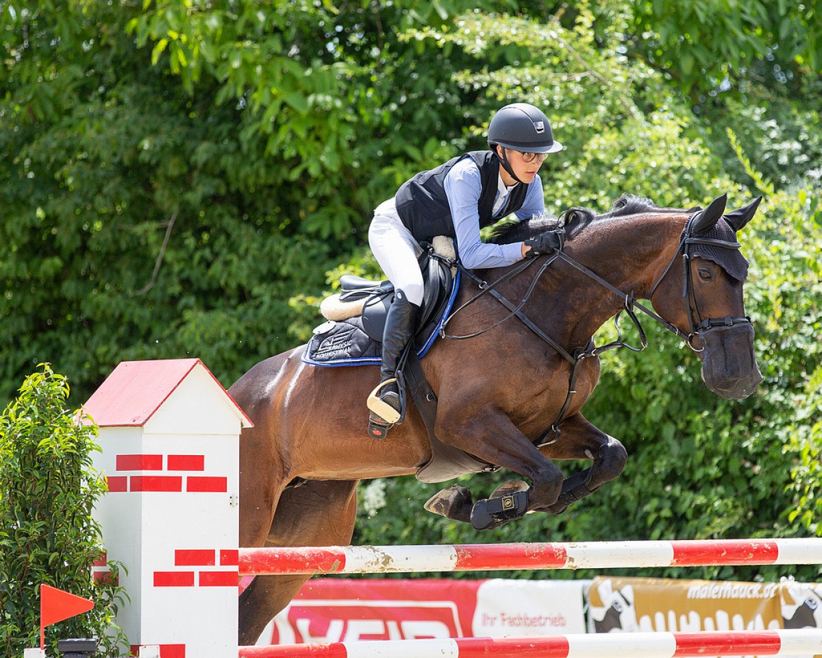 jumper Abbeygail T (Hanoverian, 2010, from Adlantus As FRH)