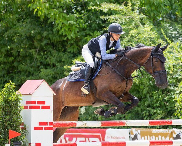 jumper Abbeygail T (Hanoverian, 2010, from Adlantus As FRH)