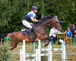 jumper Caspari 31 (Oldenburg, 2009, from Condiro)