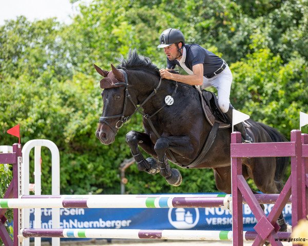 jumper Indy 41 (KWPN (Royal Dutch Sporthorse), 2013, from Vittorio)
