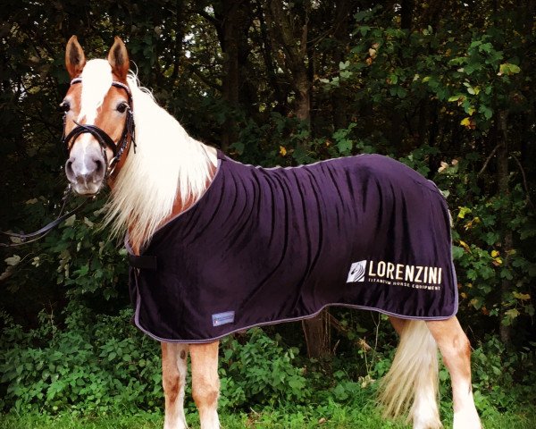 horse Andy (Edelbluthaflinger, 1993, from Albano (25% ox))