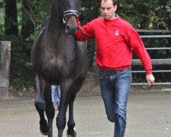 stallion Faretti (Oldenburg, 2010, from Fidertanz)