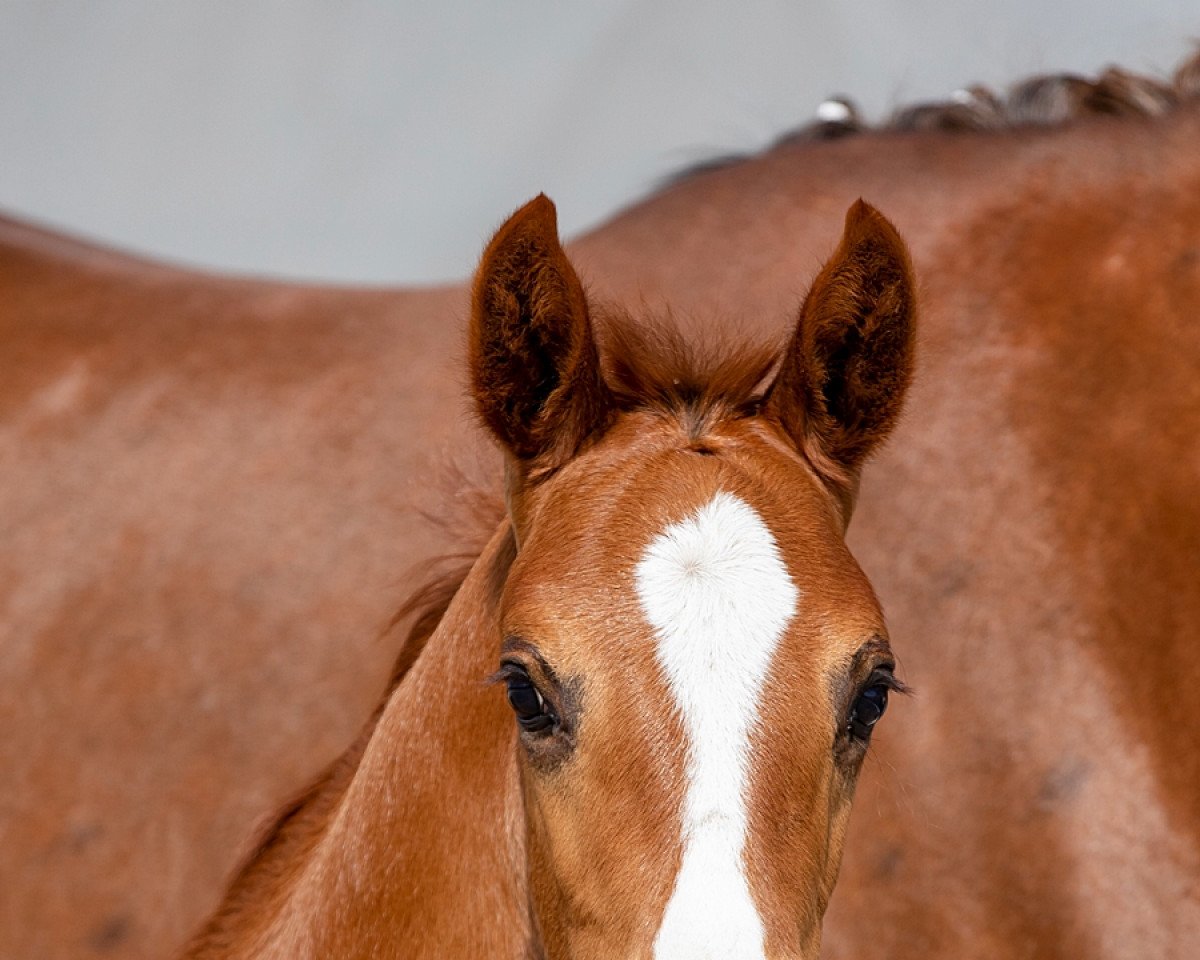 horse Chacprince (Hanoverian, 2022, from Chacfly PS)