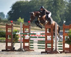 stallion Chattanooga by Zyx (Westphalian, 2016, from Catoki Boy)